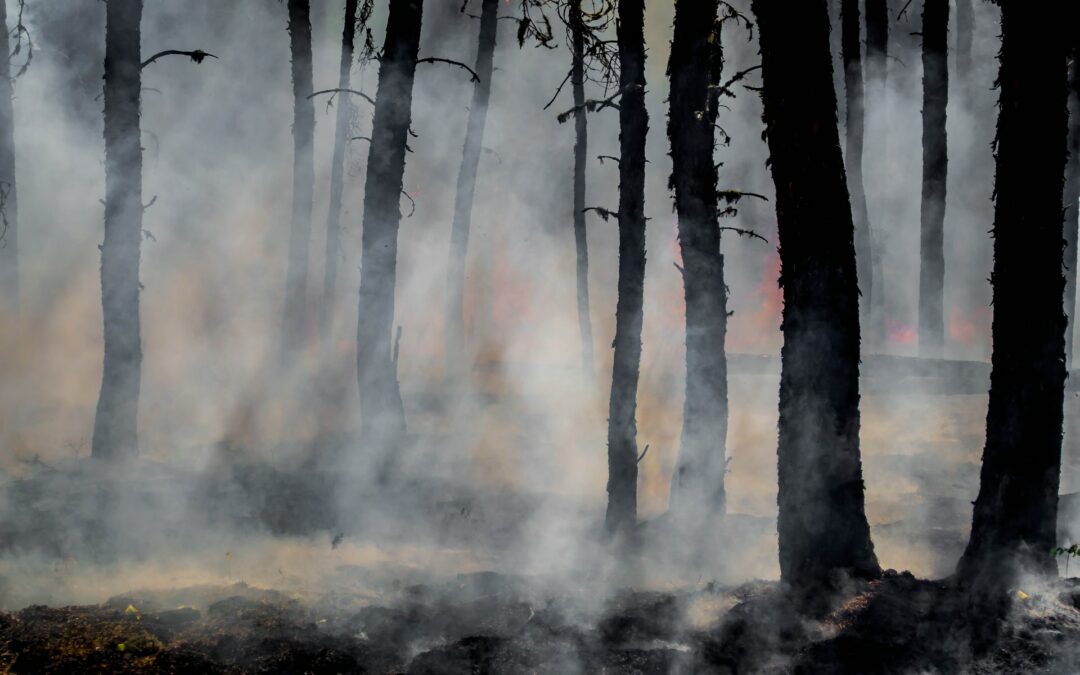 What Causes Wildfires?